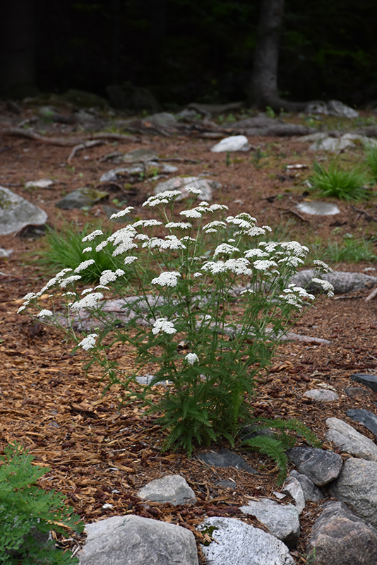 Common Yarrow (Achillea millefolium) at Minor's Garden Center