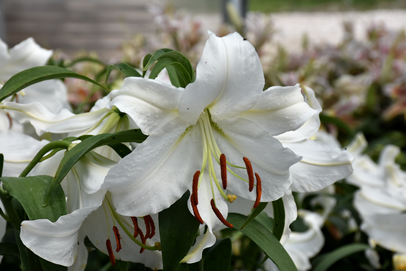 Casa Blanca Oriental Lily (Lilium 'Casa Blanca') at Minor's Garden Center