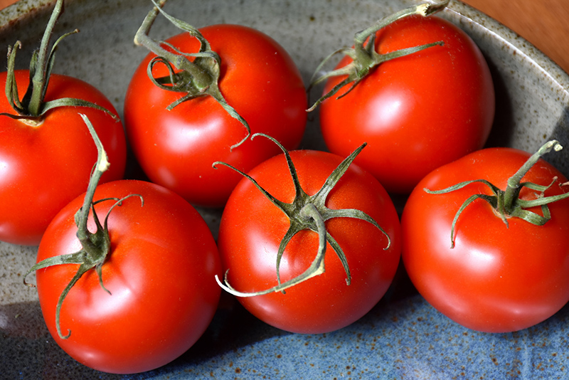 Patio Tomato (Solanum lycopersicum 'Patio') at Minor's Garden Center