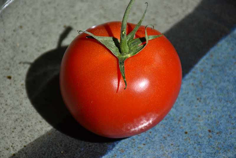 Early Girl Tomato (Solanum lycopersicum 'Early Girl') at Minor's Garden Center