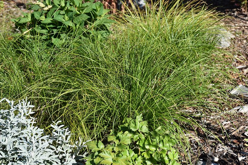 Pennsylvania Sedge (Carex pensylvanica) at Minor's Garden Center