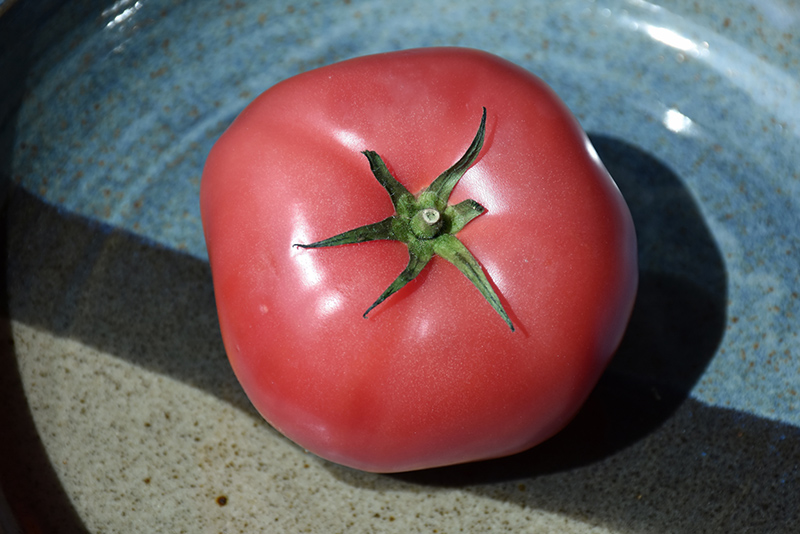 Brandywine Pink Tomato (Solanum lycopersicum 'Brandywine Pink') at Minor's Garden Center