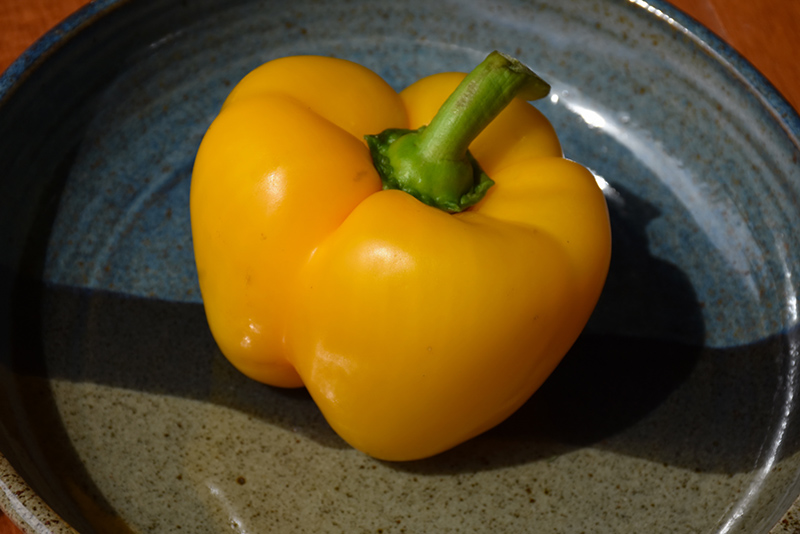 Golden California Sweet Pepper (Capsicum annuum 'Golden California') at Minor's Garden Center