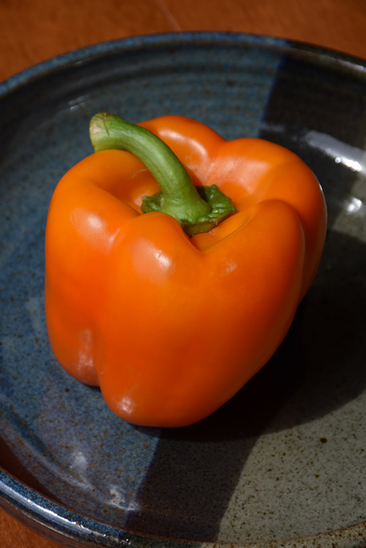 Valencia Sweet Pepper (Capsicum annuum 'Valencia') at Minor's Garden Center