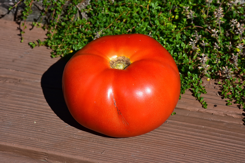 Park's Whopper Tomato (Solanum lycopersicum 'Park's Whopper') at Minor's Garden Center
