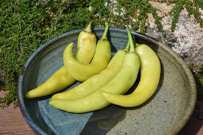 Sweet Banana Pepper (Capsicum annuum 'Sweet Banana') at Minor's Garden Center