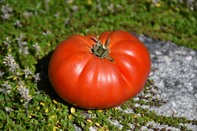 Genuwine Tomato (Solanum lycopersicum 'Genuwine') at Minor's Garden Center