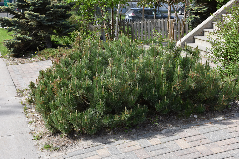 Dwarf Mugo Pine (Pinus mugo var. pumilio) at Minor's Garden Center