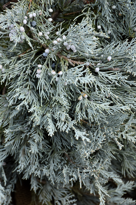 Blue Haven Juniper (Juniperus scopulorum 'Blue Haven') at Minor's Garden Center
