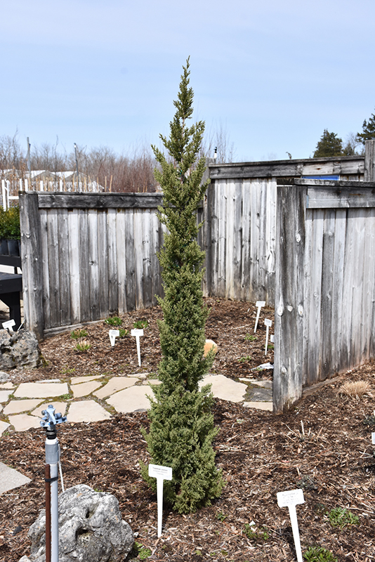 Trautman Juniper (Juniperus chinensis 'Trautman') at Minor's Garden Center