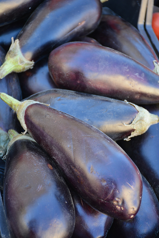 Black Beauty Eggplant (Solanum melongena 'Black Beauty') at Minor's Garden Center