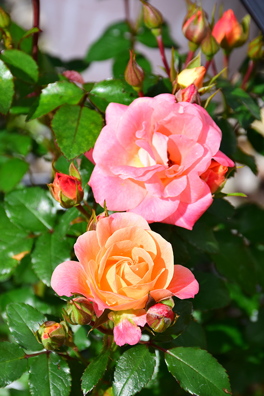 Peach Drift Rose (Rosa 'Meiggili') at Minor's Garden Center