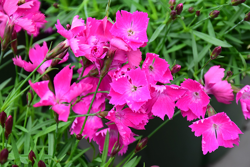 Kahori Pinks (Dianthus 'Kahori Pink') at Minor's Garden Center