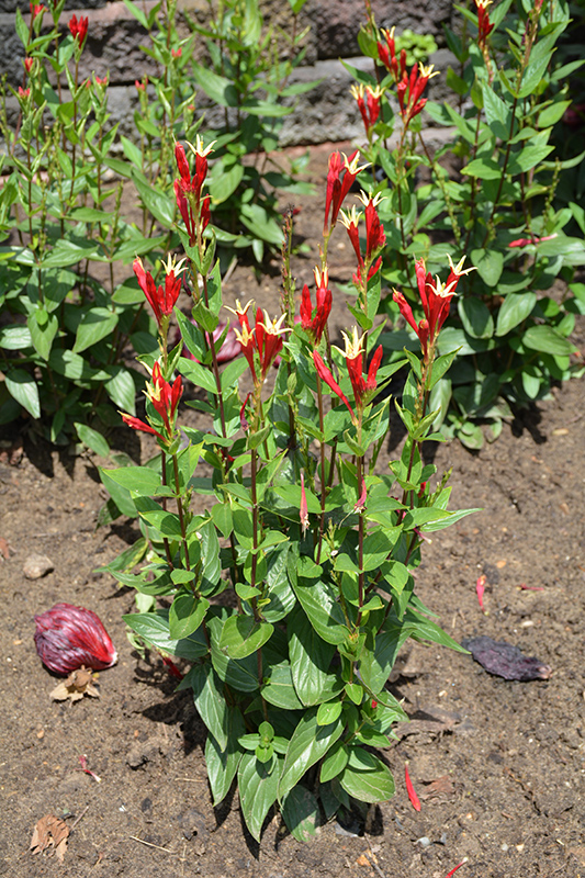 Little Redhead Indian Pink (Spigelia marilandica 'Little Redhead') at Minor's Garden Center