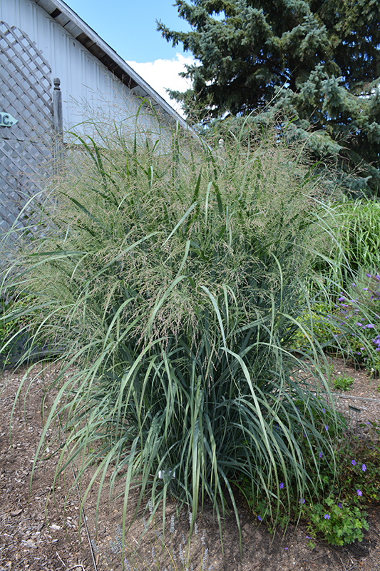 Northwind Switch Grass (Panicum virgatum 'Northwind') at Minor's Garden Center
