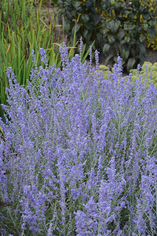 Blue Jean Baby Russian Sage (Perovskia atriplicifolia 'Blue Jean Baby') at Minor's Garden Center