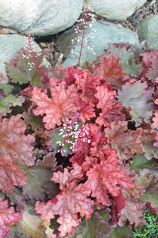 Primo Peachberry Ice Coral Bells (Heuchera 'Peachberry Ice') at Minor's Garden Center