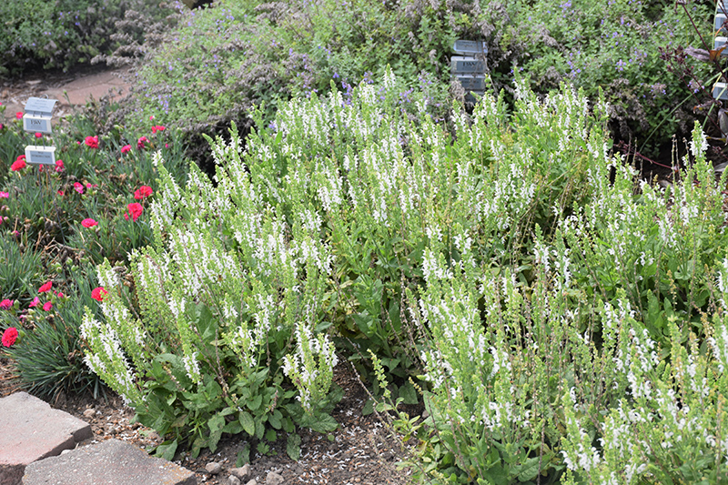 White Profusion Meadow Sage (Salvia nemorosa 'White Profusion') at Minor's Garden Center