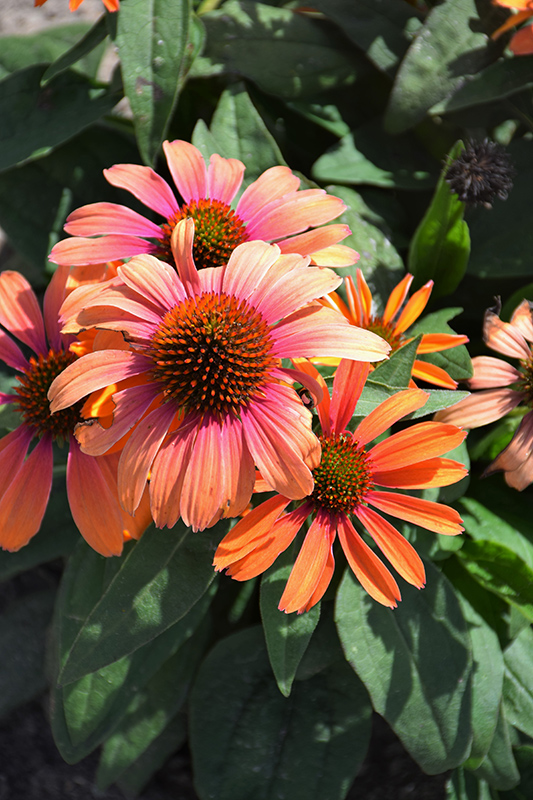 Color Coded Orange You Awesome Coneflower (Echinacea 'Orange You Awesome') at Minor's Garden Center