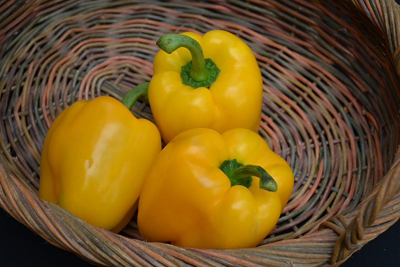 Yellow Bell Pepper (Capsicum annuum 'Yellow Bell') at Minor's Garden Center