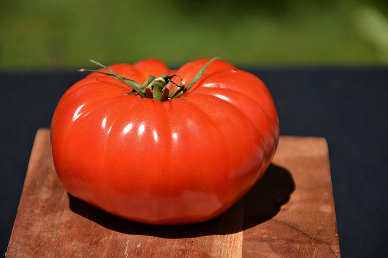 Champion Tomato (Solanum lycopersicum 'Champion') at Minor's Garden Center