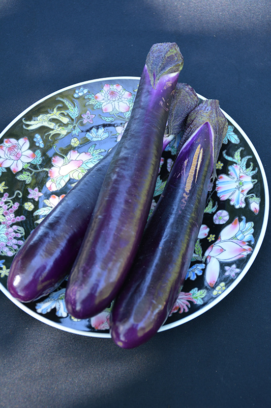 Shikou Eggplant (Solanum melongena 'Shikou') at Minor's Garden Center