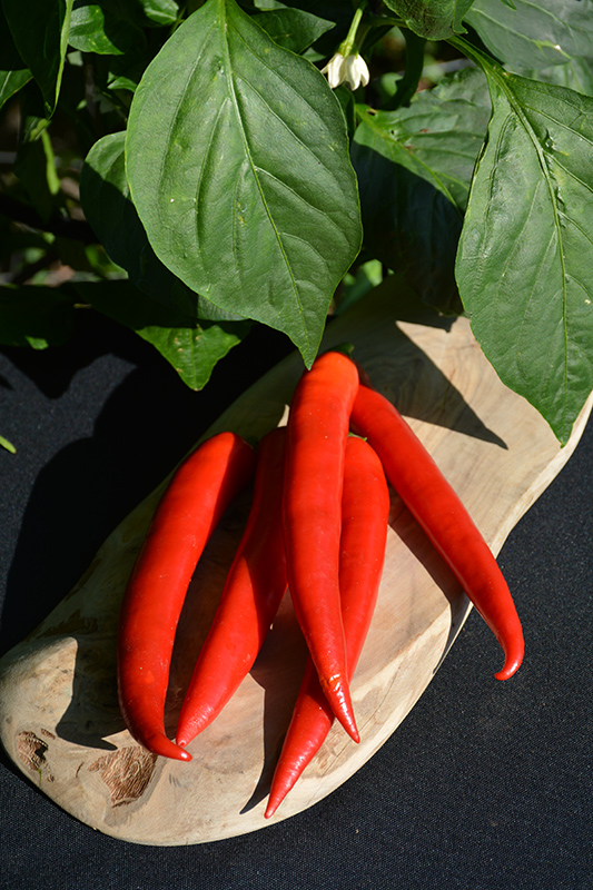 Super Chili Pepper (Capsicum annuum 'Super Chili') at Minor's Garden Center