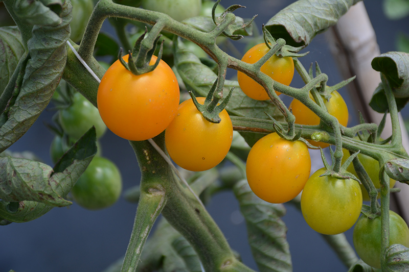 SunSugar Tomato (Solanum lycopersicum 'SunSugar') at Minor's Garden Center
