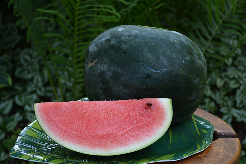 Sugar Baby Watermelon (Citrullus lanatus 'Sugar Baby') at Minor's Garden Center