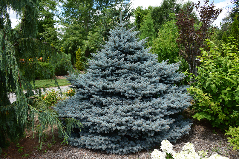 Montgomery Blue Spruce (Picea pungens 'Montgomery') at Minor's Garden Center