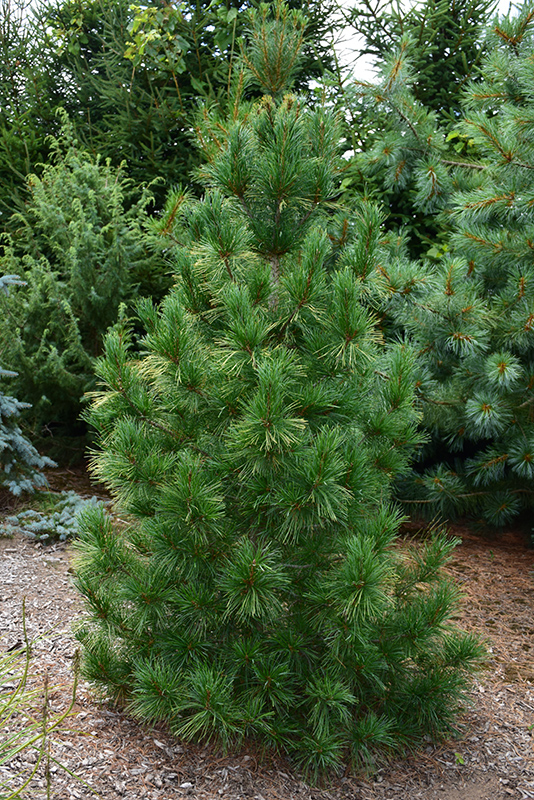 Upright Eastern White Pine (Pinus strobus 'Fastigiata') at Minor's Garden Center