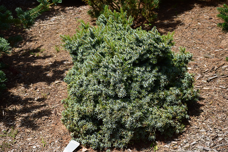 Kamenz Serbian Spruce (Picea omorika 'Kamenz') at Minor's Garden Center