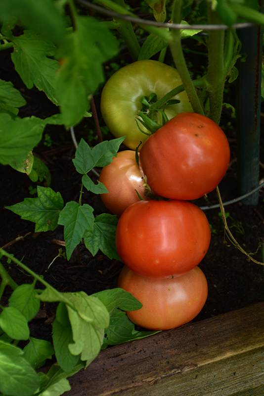 Big Beef Tomato (Solanum lycopersicum 'Big Beef') at Minor's Garden Center