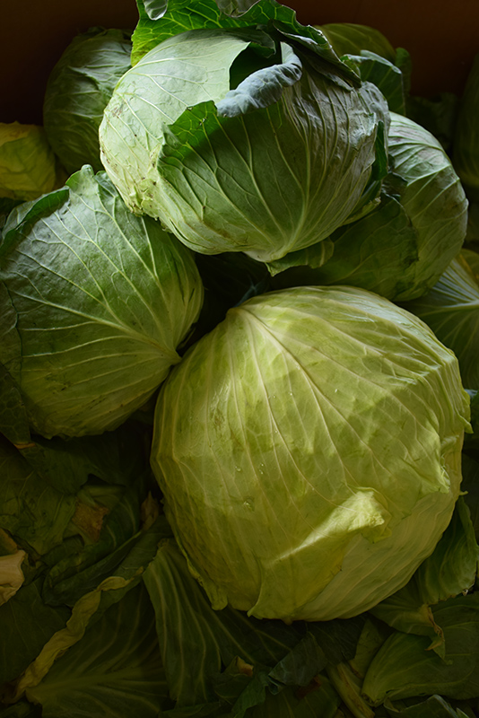 Late Flat Dutch Cabbage (Brassica oleracea var. capitata 'Late Flat Dutch') at Minor's Garden Center