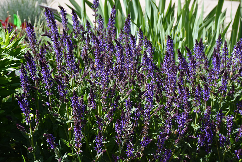 Color Spires Violet Riot Meadow Sage (Salvia nemorosa 'Violet Riot') at Minor's Garden Center