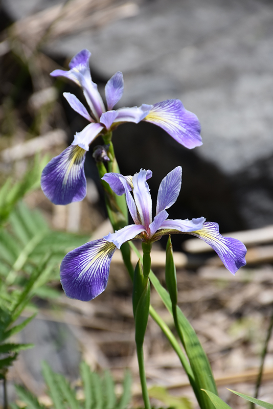 Larger Blue Flag Iris (Iris versicolor) at Minor's Garden Center