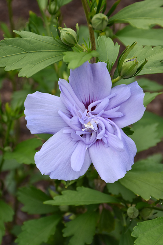 Blue Chiffon Rose of Sharon (Hibiscus syriacus 'Notwoodthree') at Minor's Garden Center
