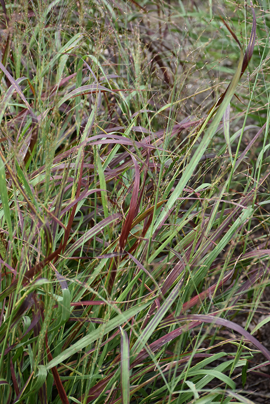 Ruby Ribbons Switch Grass (Panicum virgatum 'Ruby Ribbons') at Minor's Garden Center