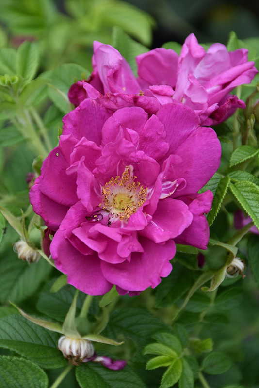 Purple Pavement Rose (Rosa 'Purple Pavement') at Minor's Garden Center