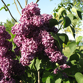 Alp Blossom — Maker to Monger