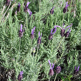 Purple Ribbon Spanish Lavender Live Plant 