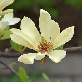 Plant Photo 3