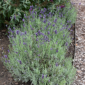 Lavandula SWEET ROMANCE - Buy Lavender Perennials Online