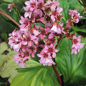 Winter Glow Bergenia Bergenia Winterglut In Milwaukee Brookfield Waukesha New Berlin Pewaukee Wisconsin Wi At Minor S Garden Center