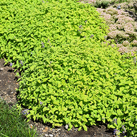 Plant Photo 2