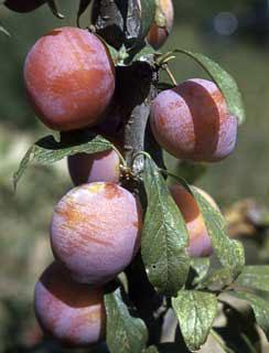 Superior Plum (Prunus 'Superior') at Minor's Garden Center
