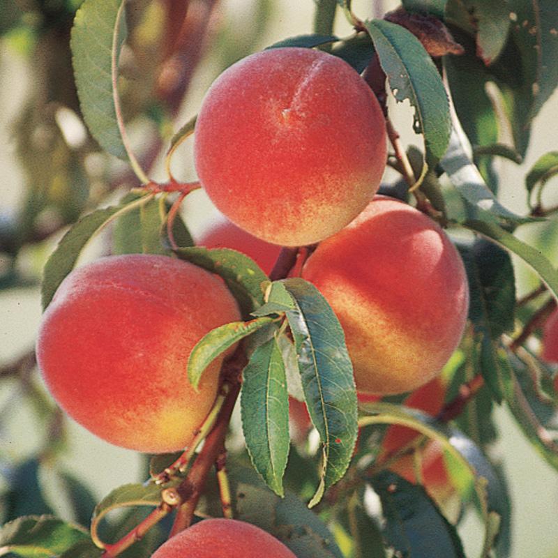 Elberta Peach (Prunus persica 'Elberta') at Minor's Garden Center