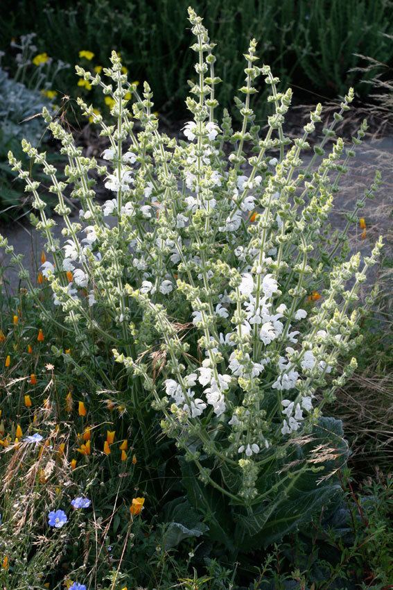 Silver Sage (Salvia argentea) at Minor's Garden Center