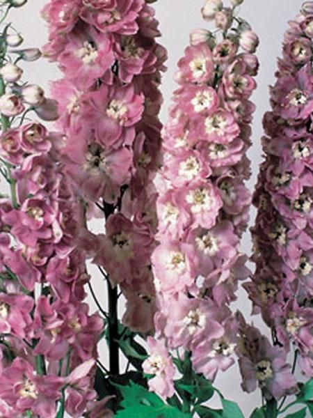 Magic Fountains Cherry Blossom Larkspur (Delphinium 'Magic Fountains Cherry Blossom') at Minor's Garden Center