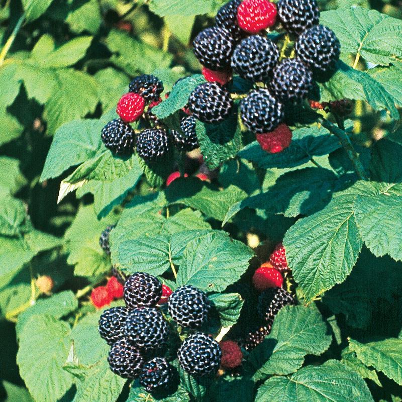 Bristol Black Raspberry (Rubus 'Bristol') at Minor's Garden Center